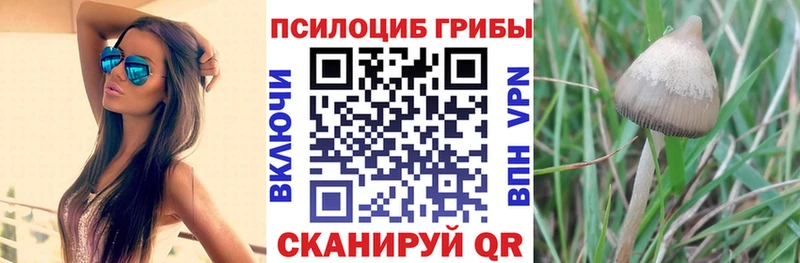 Псилоцибиновые грибы Cubensis Чебоксары